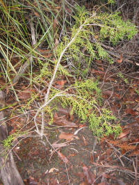 Huon Pine planted at Picton River