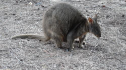 Pademelon at Trousers Point