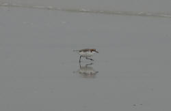 Red-capped Plover Yellow Rock Beach