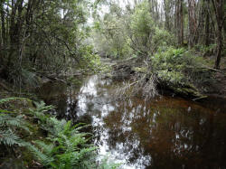 Creek at Lower Beulah Rd