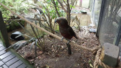 North Island Kaka