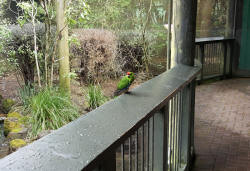 Red Crowned Parakeet
