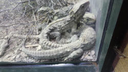 Tuatara x 2