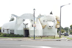 Big Merinos Tirau