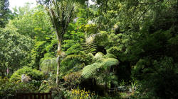 Lush Vegetation Eden Gardens