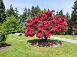 Flowering Bush Queenstown Gardens