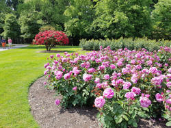 Roses in Queenstown Gardens